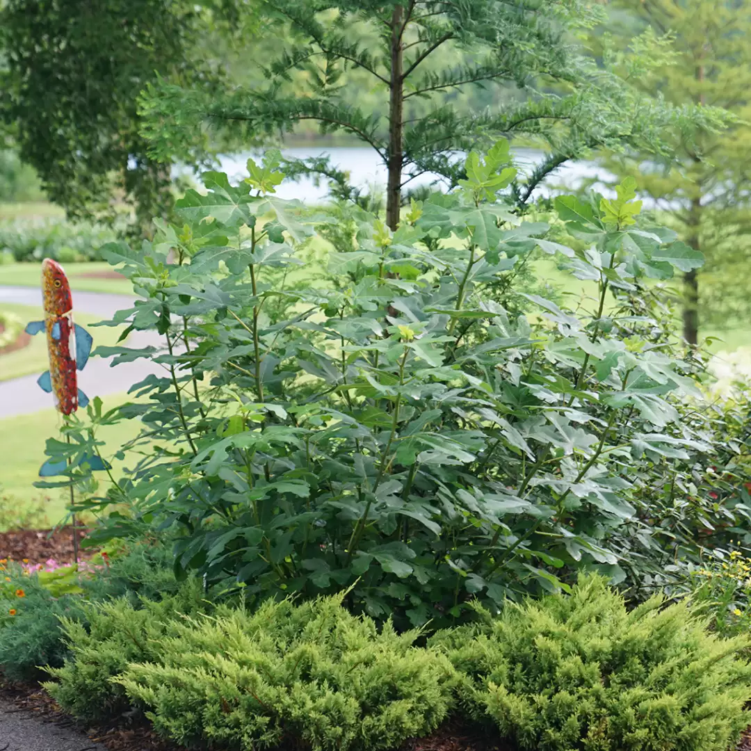 Chicago Hardy Ficus in the landscape